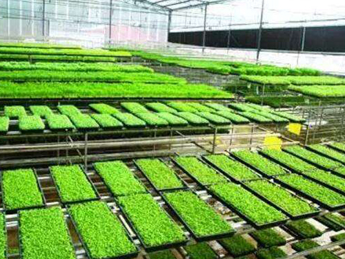 水稻育秧設備有幾種用法？